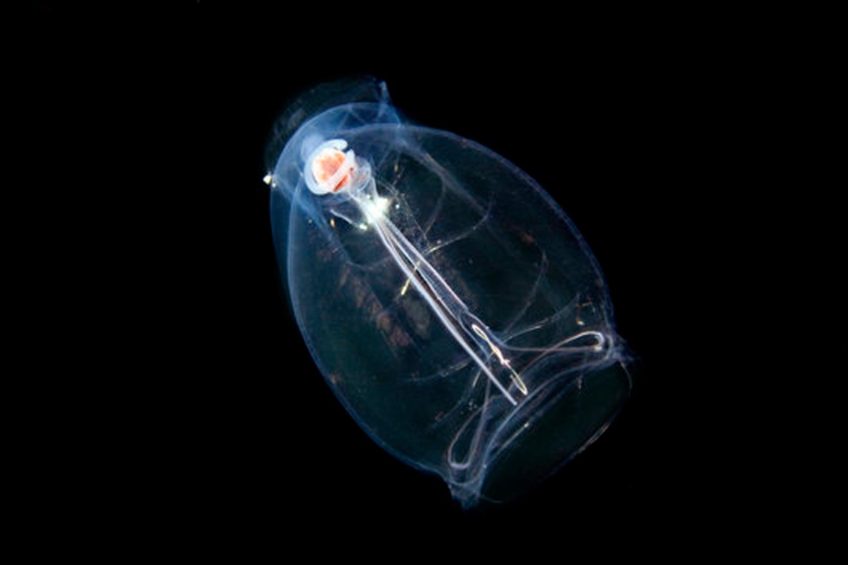 Аппендикулярии. Сальпа Маджоре. Сальпы (Salpidae). Сальпы планктон. Сальпа Маджоре рыба.