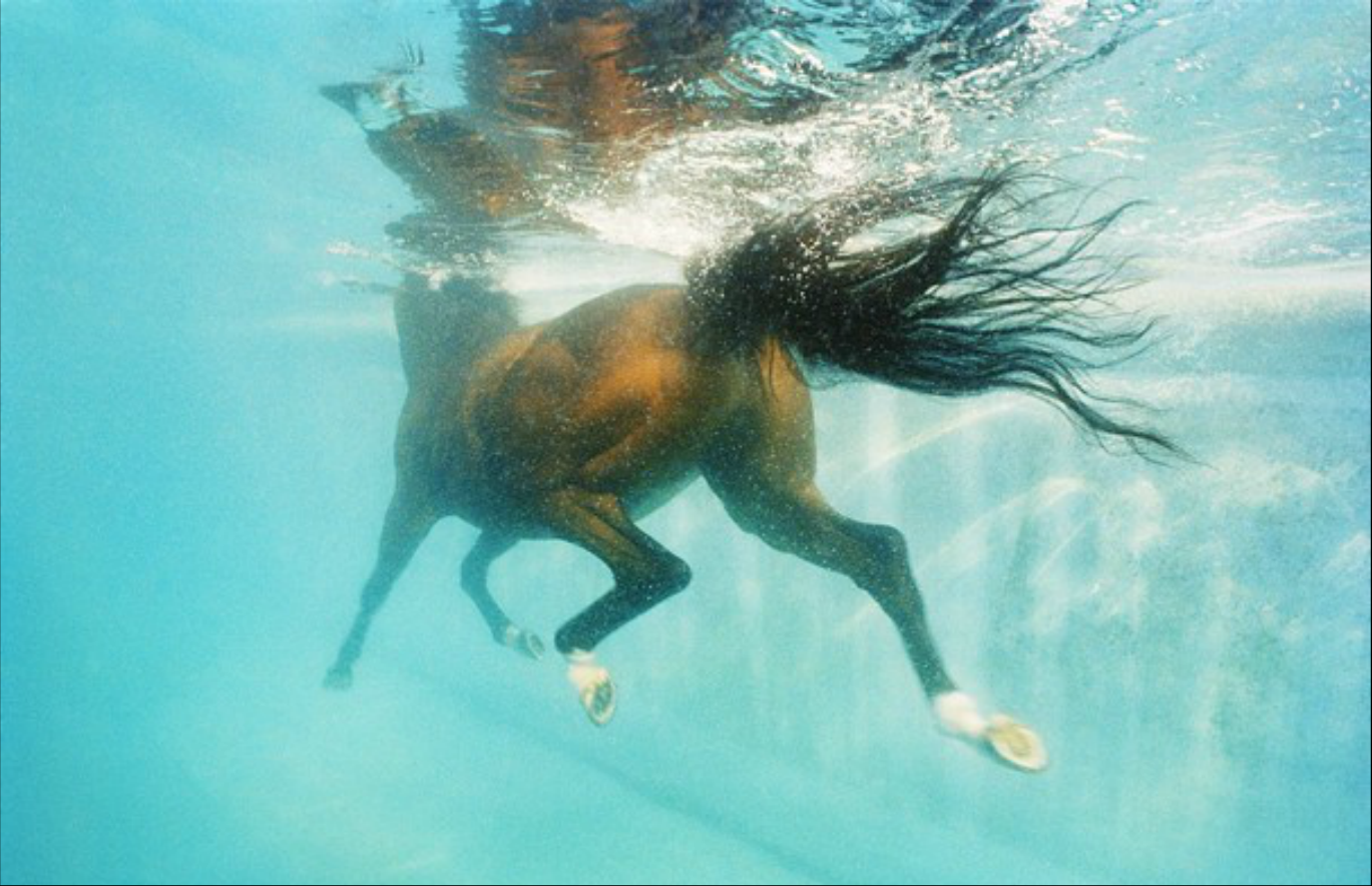 Лошадь способная. Конь плавает. Лошадь плывет. Лошадь тонет. Лошади умеют плавать.