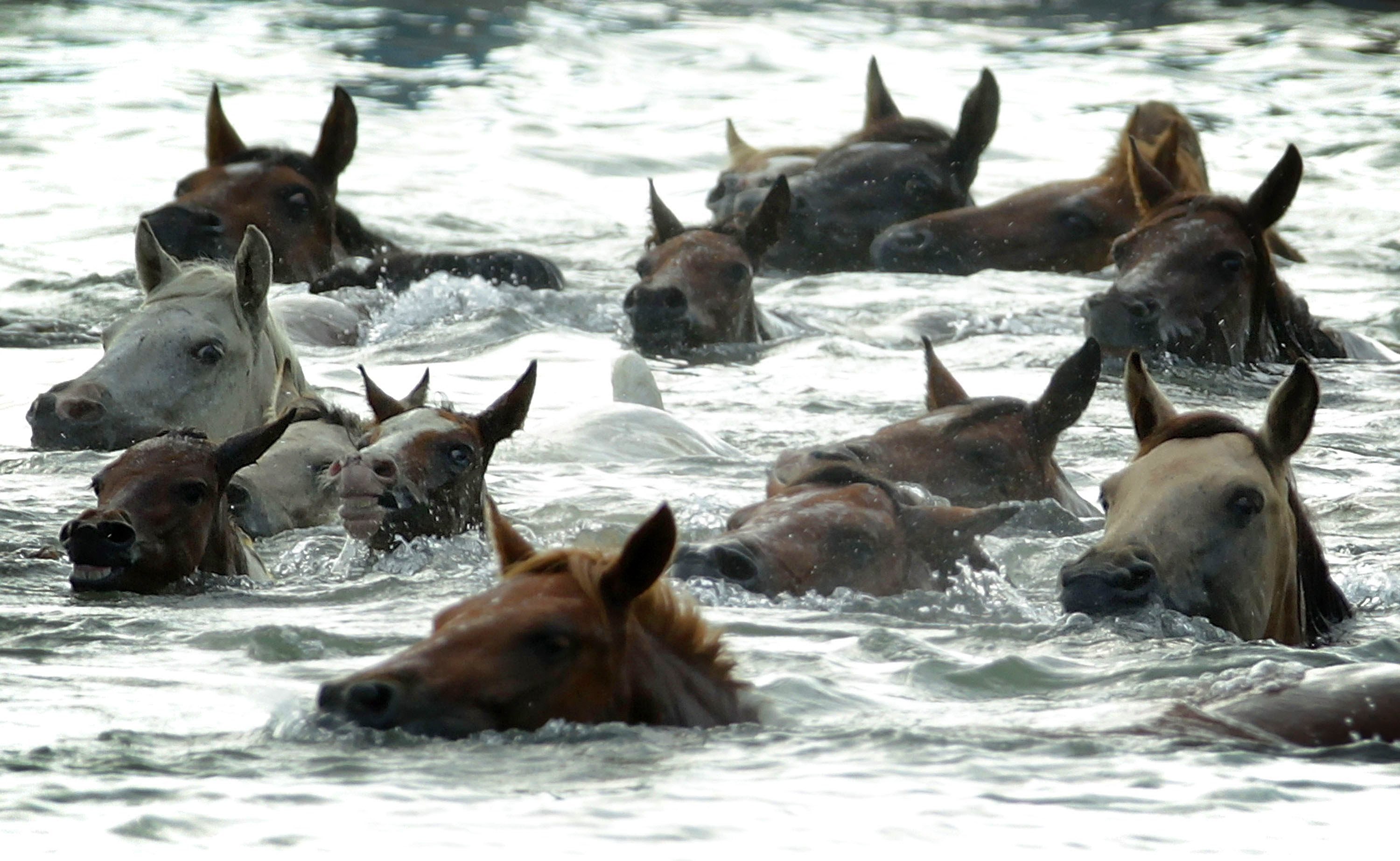 Лошадь способная. «Лошади в океане» Николая Гусарова. Лошади в океане (1989). Остров Ассатиг лошади. Лошади умеют плавать.