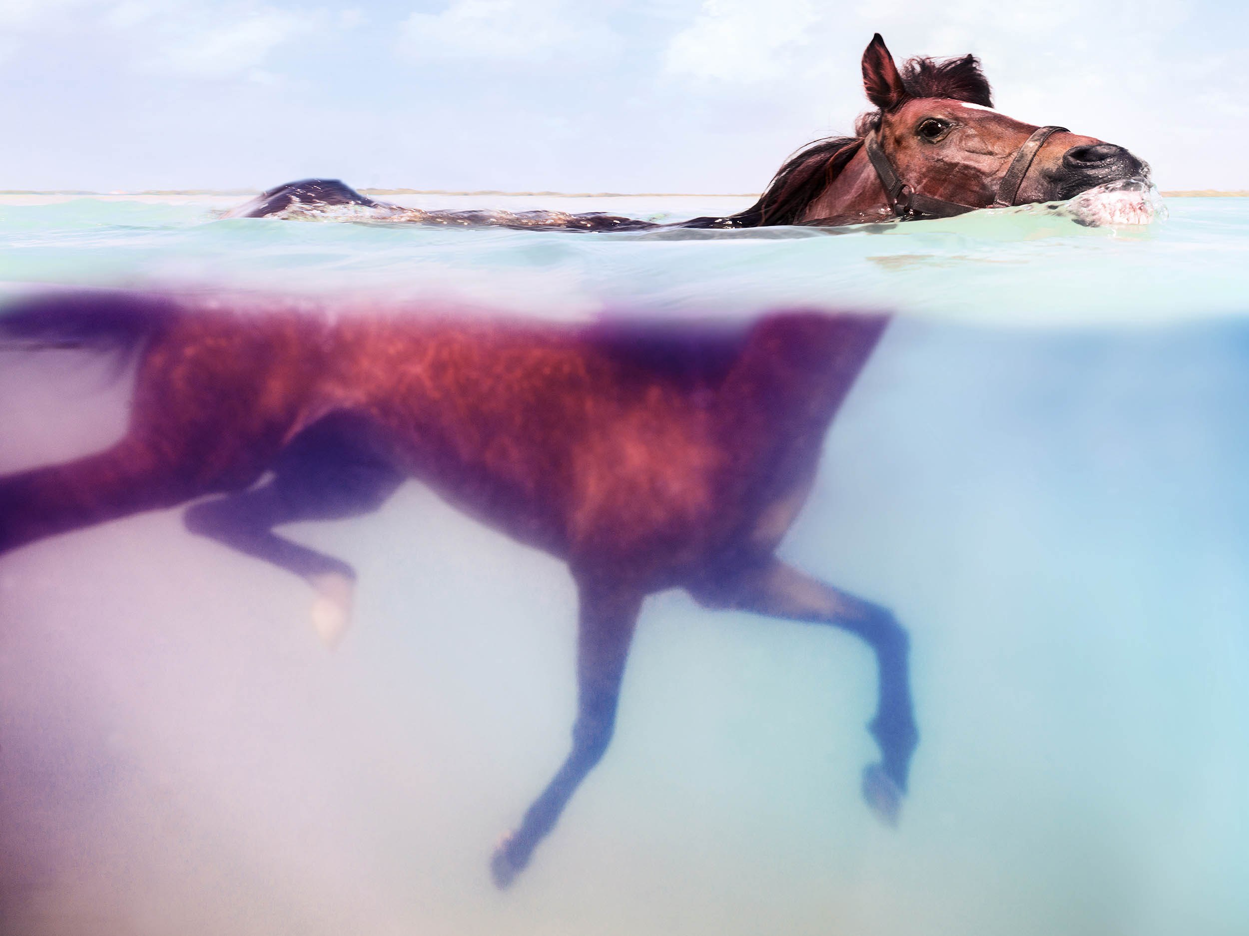 Подам лошадь. Лошадь плавает. Конь плывет. Лошадь под водой. Лошади в океане.
