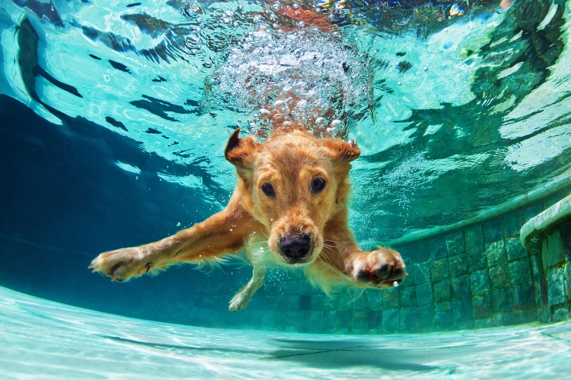 Учи рыбу плавать а собаку лаять. Собака плавает. Собака под водой. Бассейн для собак. Собака в море плывет.