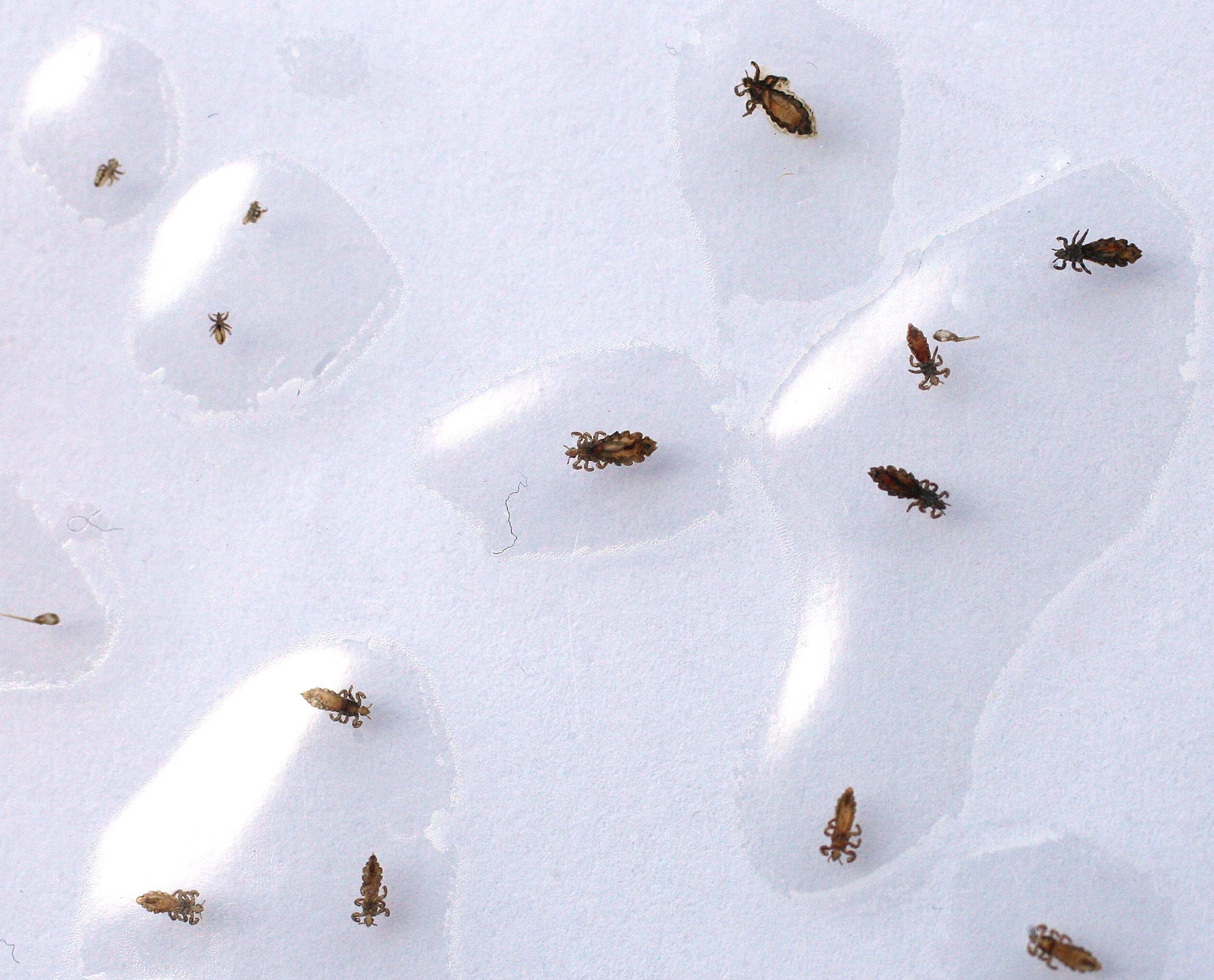 Белые блошки. Мошки бетилиды. Мелкие насекомые. Насекомые на снегу. Самые мелкие насекомые.