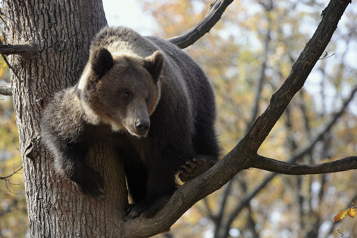 Медведь барибал умеет лазить по деревьям. Бурый медведь Пермского края. Медвежонок на дереве. Медведь на дереве. Медведь лазит по деревьям.