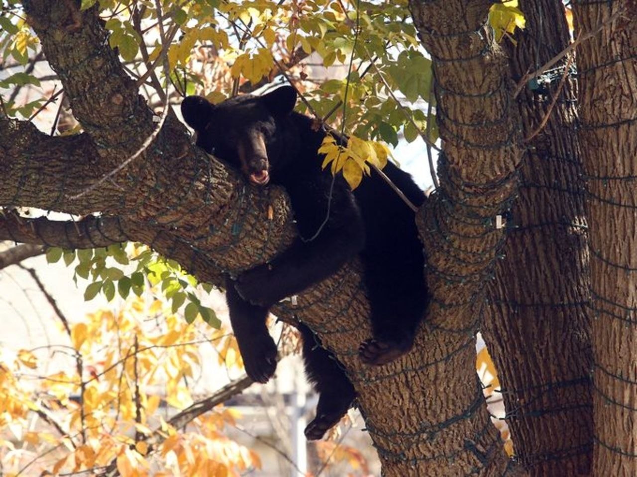 Медведь барибал умеет лазить по деревьям. Медведь на дереве. Медвежонок на дереве. Медведь лазает по деревьям. Медведь сидит на дереве.