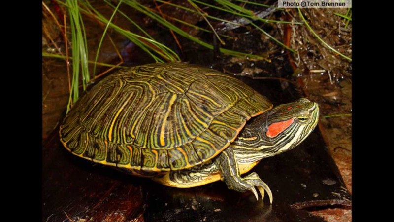 Красноухая черепаха (trachemys scripta)