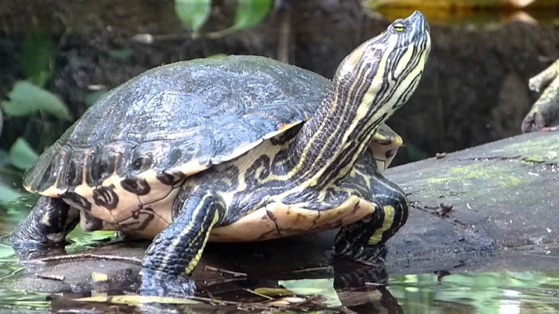 Trachemys scripta scripta