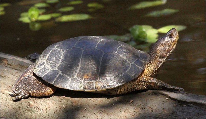Actinemys Marmorata
