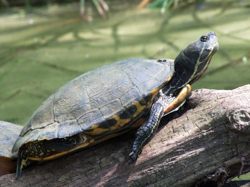 Pseudemys peninsularis