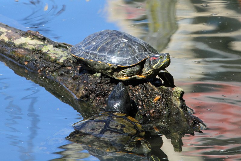 Trachemys Южная Корея