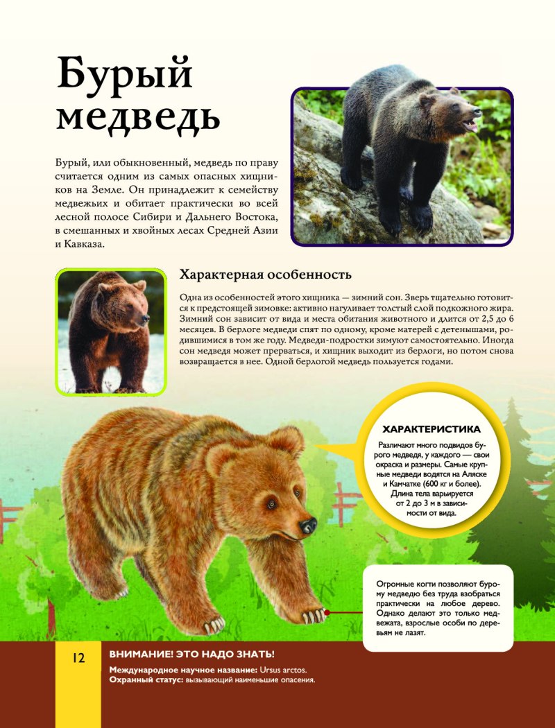 Медведь детская энциклопедия