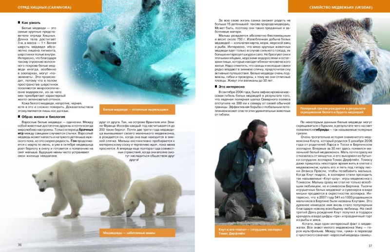 Белый медведь в книги России
