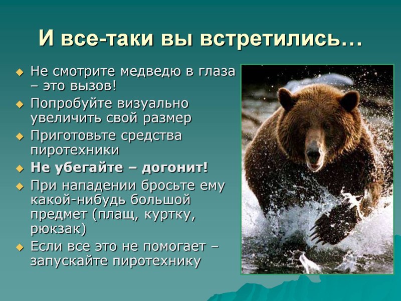 Правила при встрече с медведем