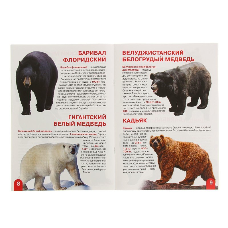 Энциклопедия большая книга медведи