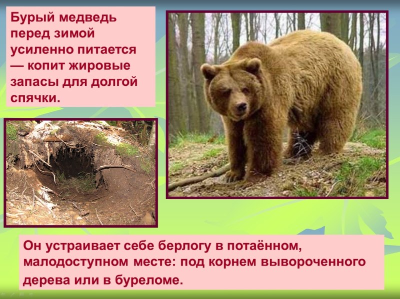 Какмедведь готовитя кзиме
