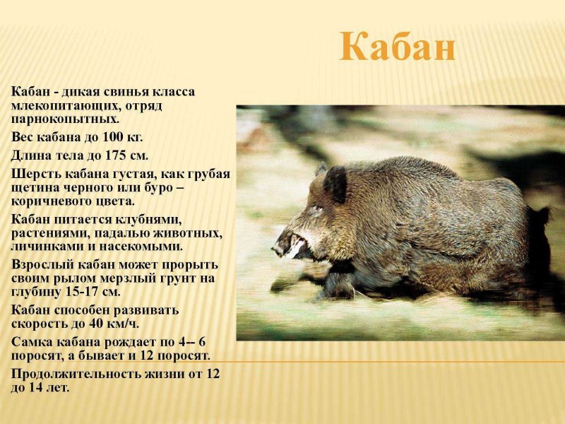 Продолжительность жизни кабана
