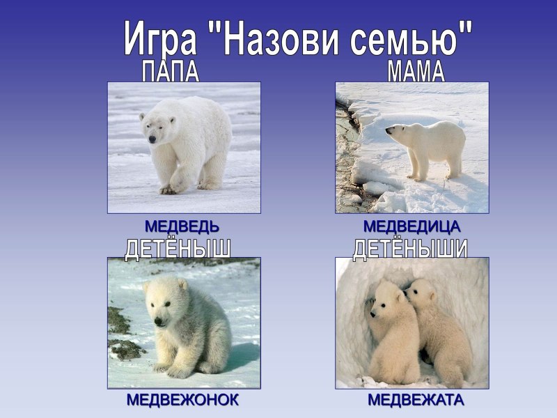 Презентация животные крайнего севера
