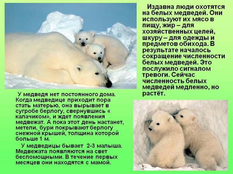 Рассказ о белом медведе