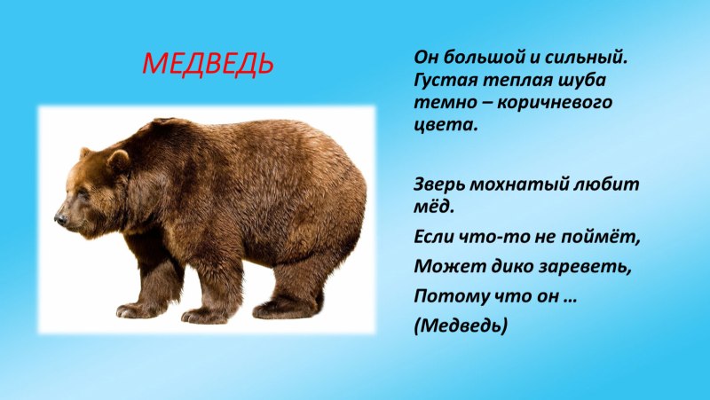 Презентация Дикие животные медведь
