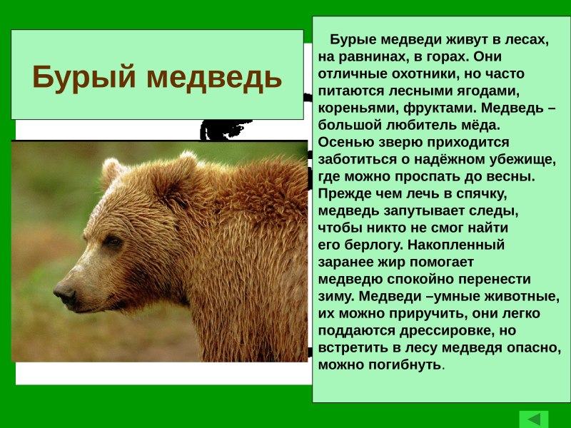 Бурый медведь описание