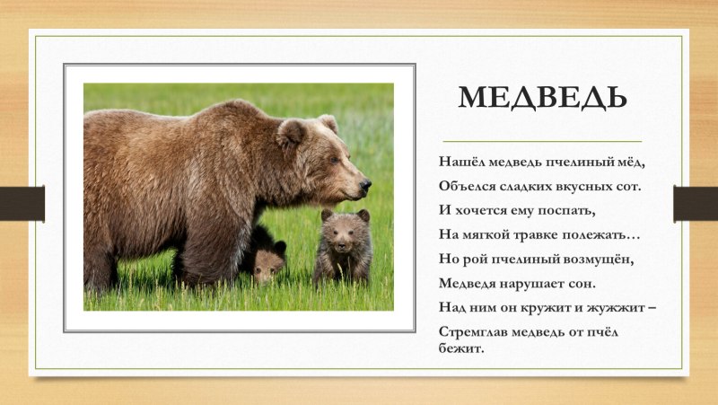 Медведь для детей