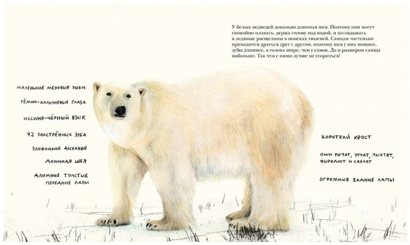 Книга белый медведь Дженни Десмонд
