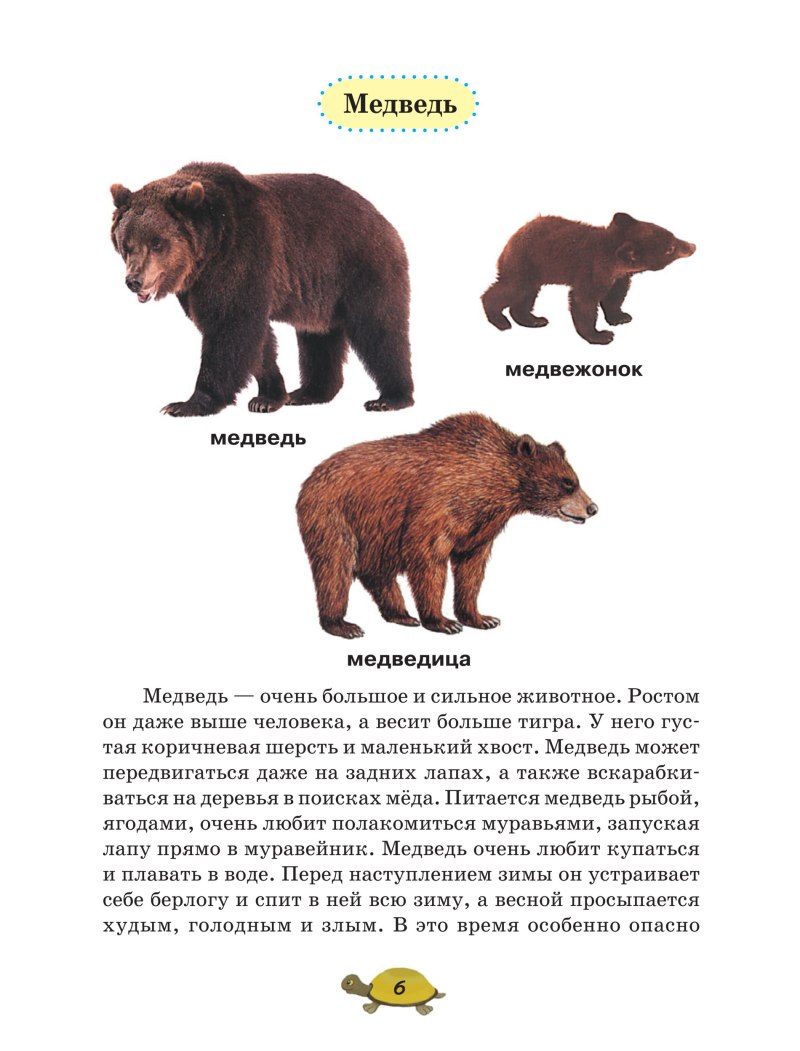 Отличие медведя от медведицы