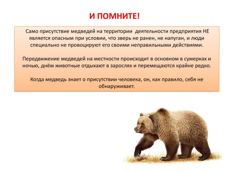 Поведение при встрече с дикими животными