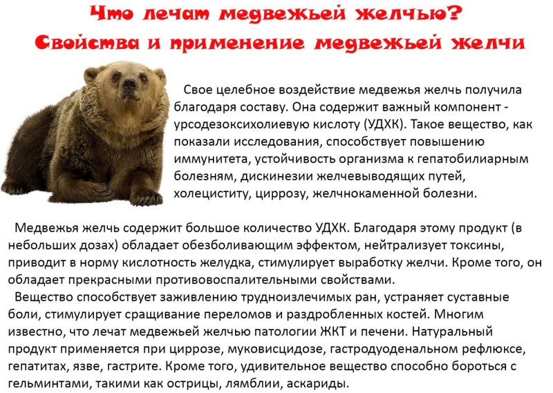 Медвежья желчь лечебные