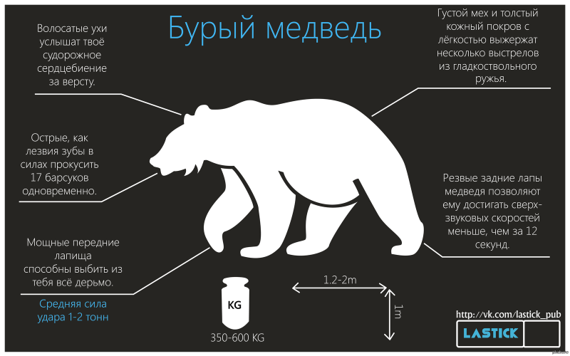 Внешнее строение бурого медведя