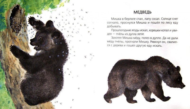 Е.Чарушин медведь