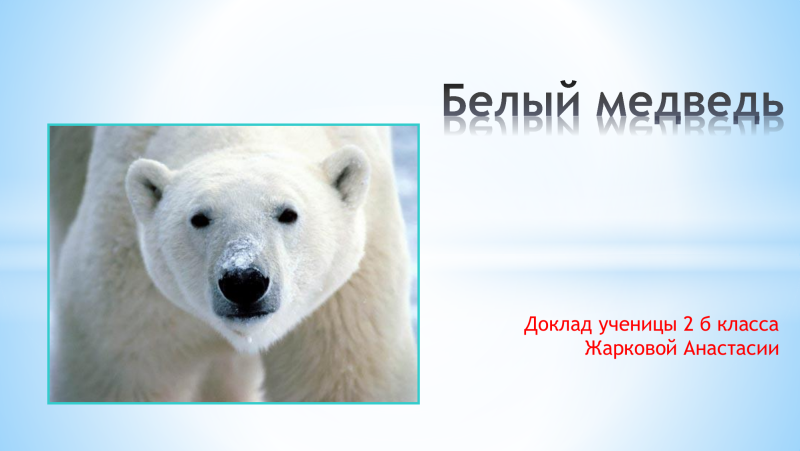 Информация о белом медведе