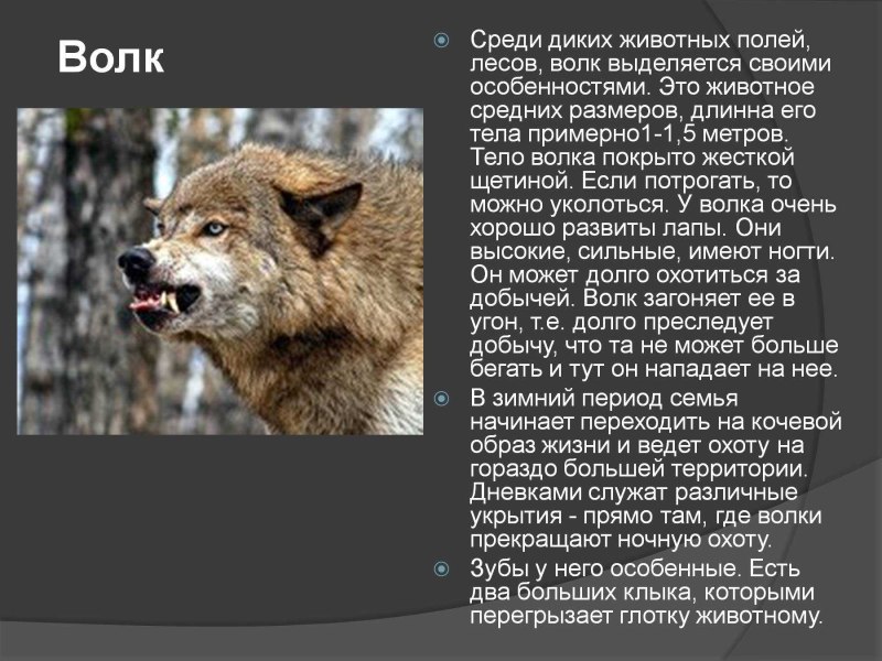 Сообщение о диком животном