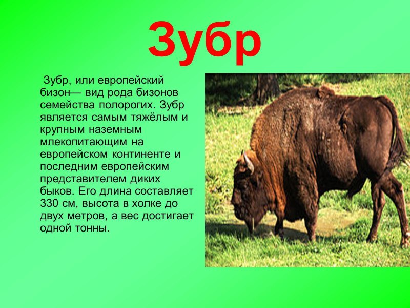ЗУБР красная книга описание