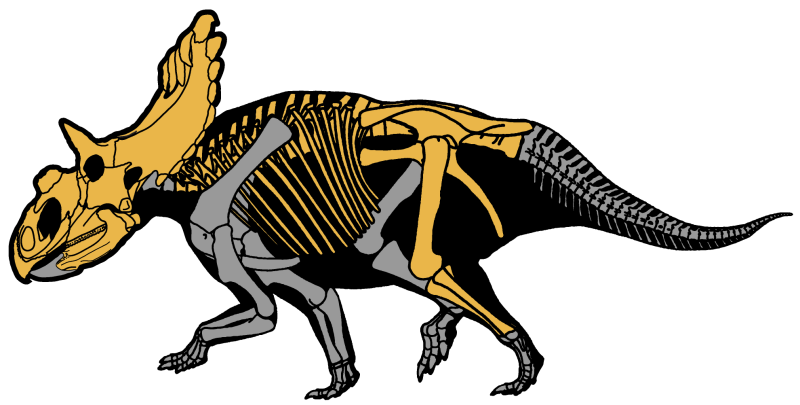 Kosmoceratops richardsoni