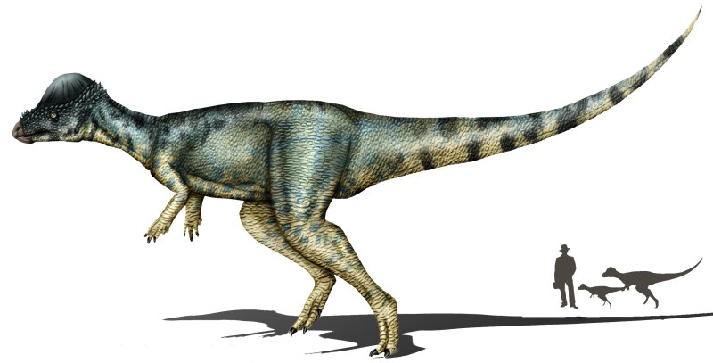Alaskacephale gangloffi