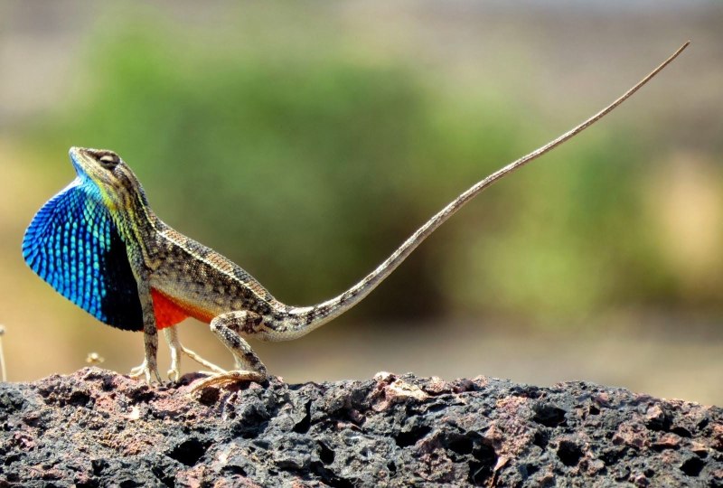 Sitana ponticeriana