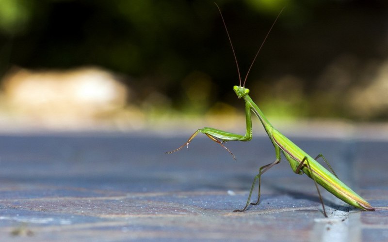 Praying Mantis насекомое