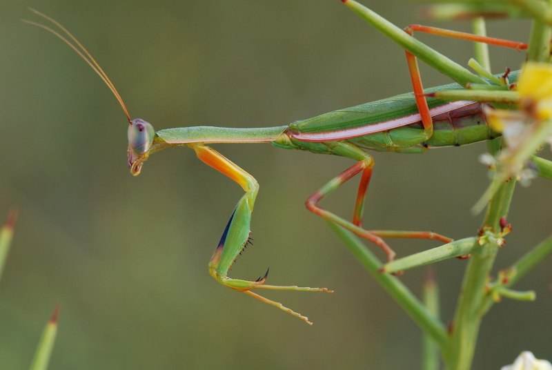 Praying Mantis