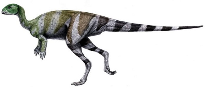 Абриктозавр Abrictosaurus