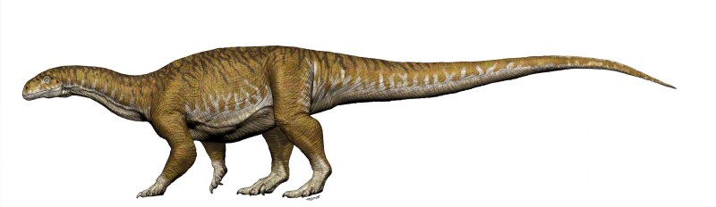 Gorynychus sundyrensis