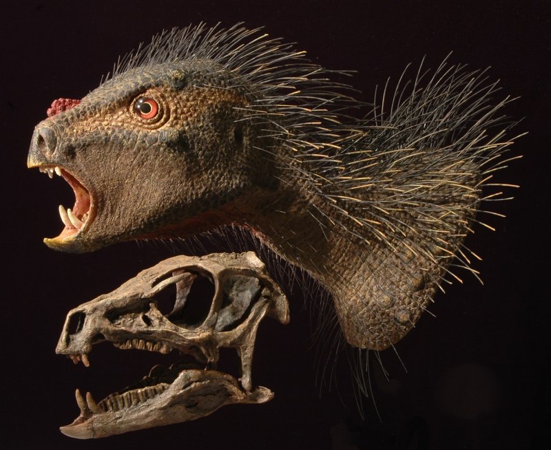 Heterodontosaurus Tucki