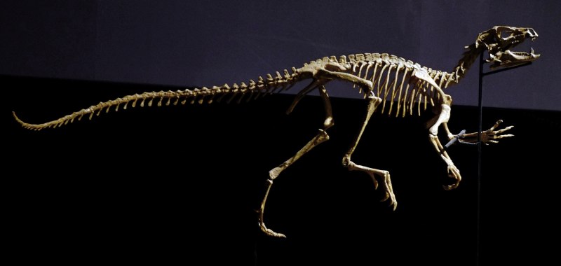 Heterodontosaurus Tucki