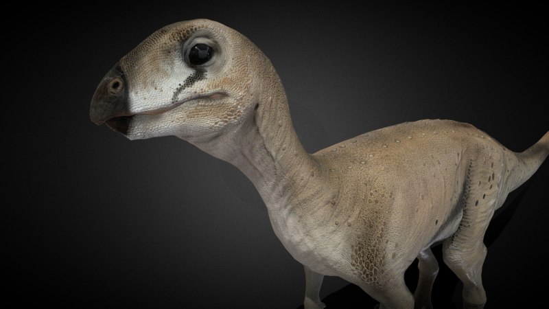 Hypsilophodon Foxii