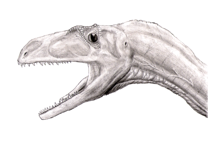 Tanycolagreus topwilsoni