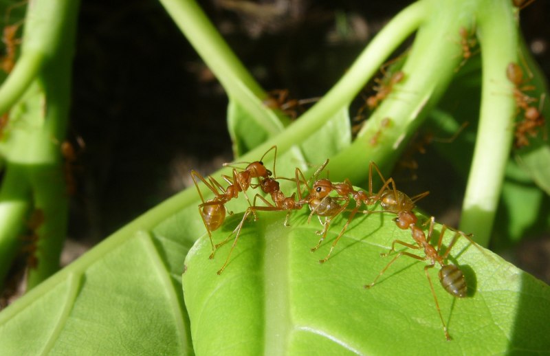 Oecophylla longinoda