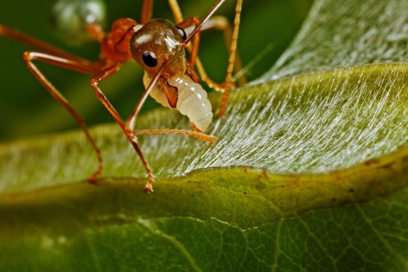 Oecophylla smaragdina