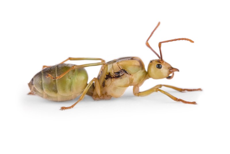 Муравьи-портные (Oecophylla smaragdina)
