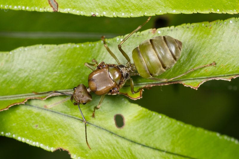 Oecophylla smaragdina (азиатский муравей-портной)