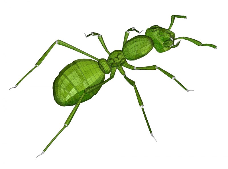 Муравьи-портные (Oecophylla smaragdina)