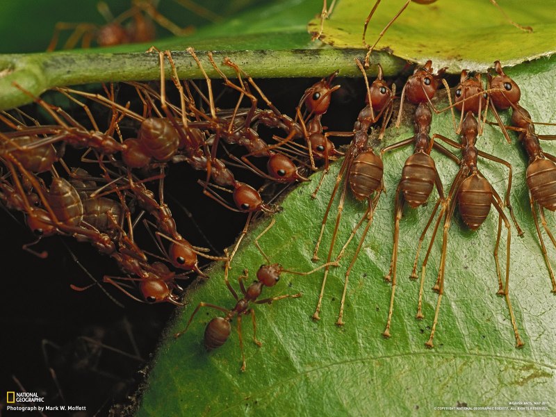 Муравьи-портные (Oecophylla smaragdina)